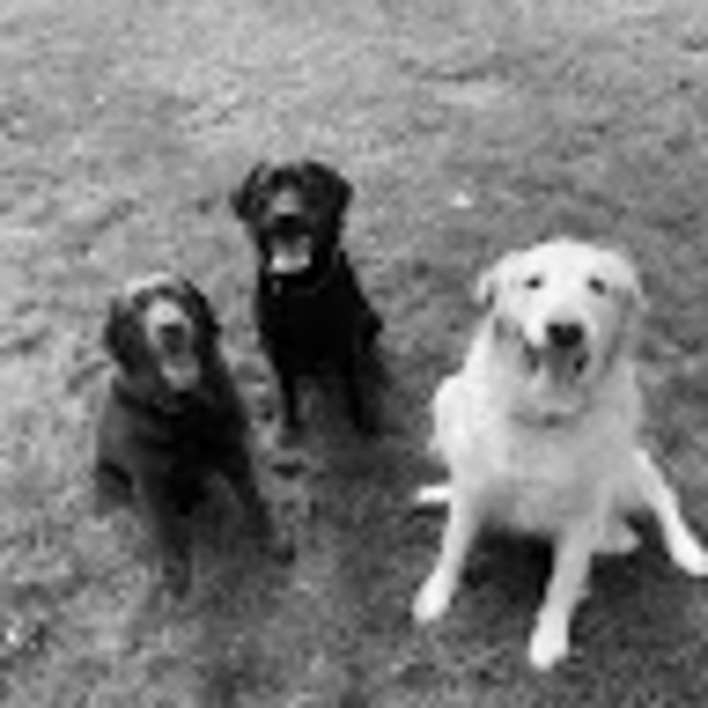 Meet your Posher, Sierra